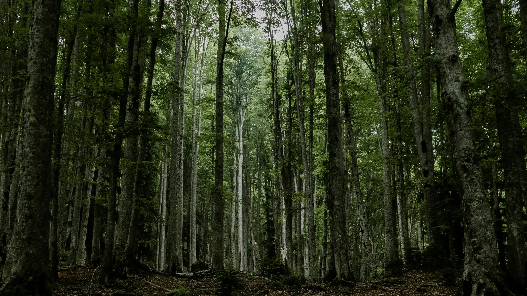 Environmental robotic missions can be hindered by degraded communication such as in forests