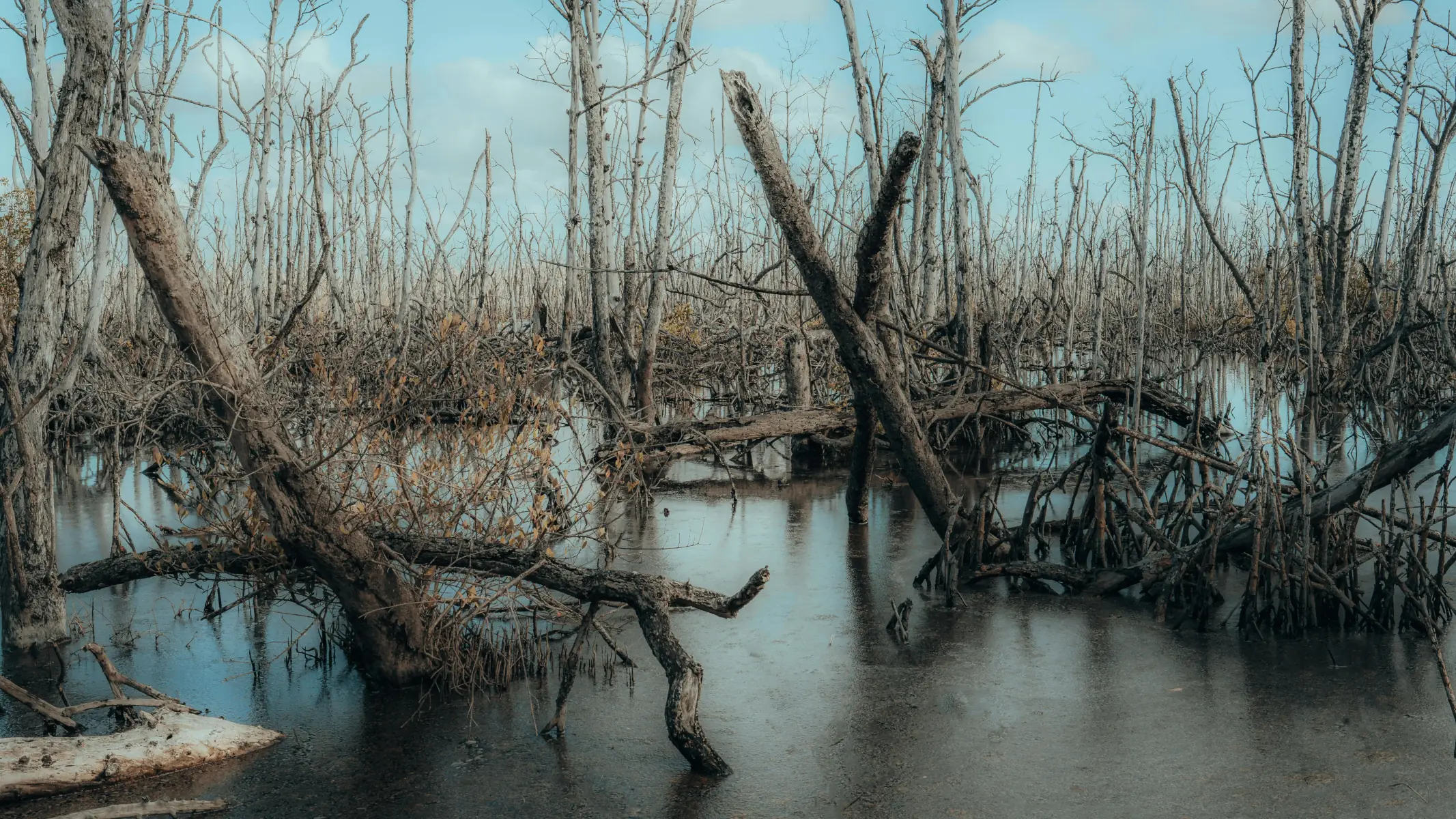Harsh terrain such as swamps are difficult for robots to operate in