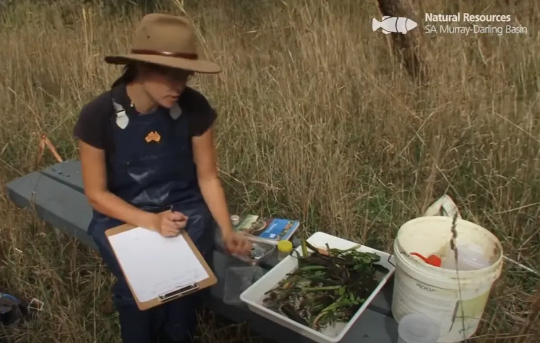 A biologist is counting frequency of species to assess biodiversity in a field.