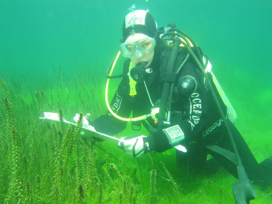 A diver counts plant diversity on the bottom of a lake.